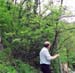 03_frassino