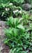 11_aglio