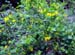 13_ginestra