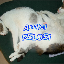 Amici pelosi