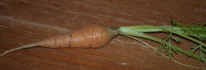Carotina
