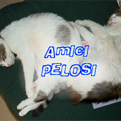 Amici pelosi Amici pelosi