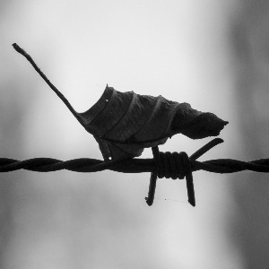 Foglia secca Foglia secca